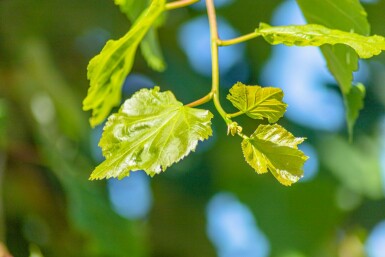 Tilia cordata hochstamm 8/10