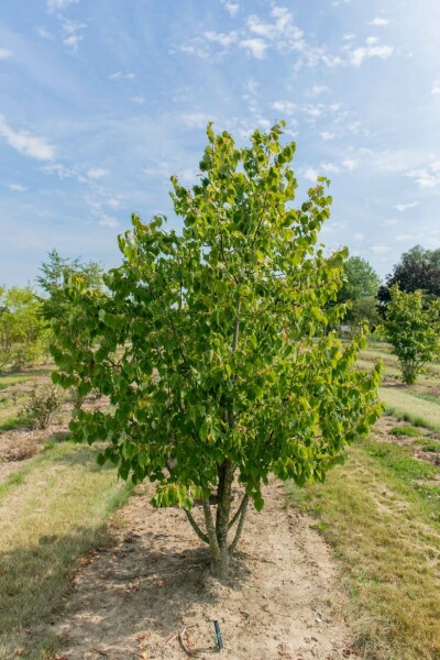 Tilia cordata mehrstämmig 200-250