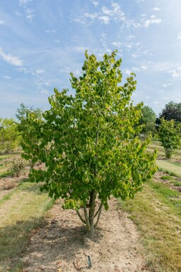 Tilia cordata mehrstämmig