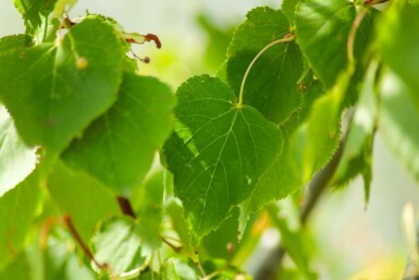 Tilia cordata mehrstämmig