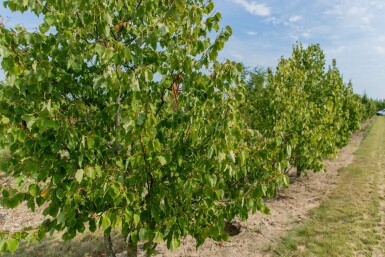 Tilia cordata mehrstämmig 200-250