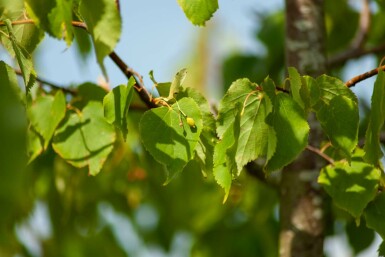 Tilia cordata mehrstämmig 200-250