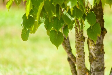 Tilia cordata mehrstämmig 200-250