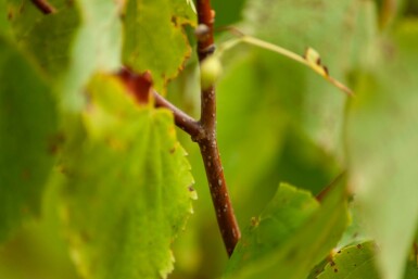 Tilia cordata mehrstämmig 200-250