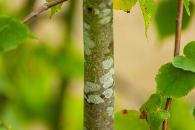 Tilia cordata mehrstämmig 200-250