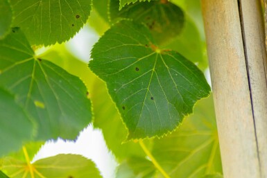 Tilia cordata 'Böhlje'