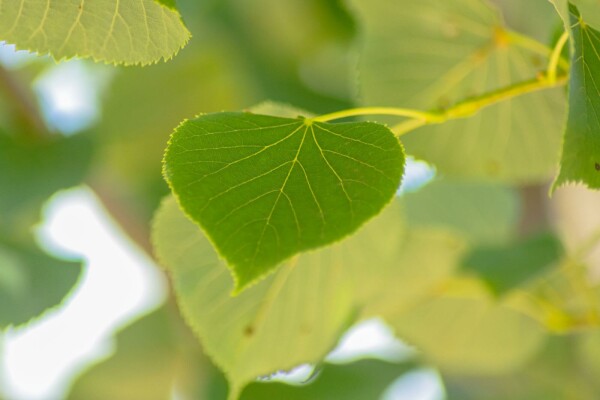 Tilia cordata 'Böhlje'