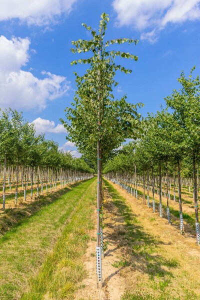 Tilia cordata 'Böhlje' hochstamm 10/12