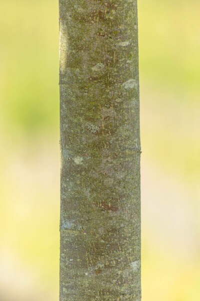 Tilia cordata 'Green Globe'