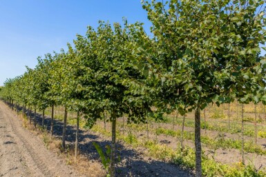 Tilia cordata 'Green Globe' hochstamm 8/10 180cm Stamm