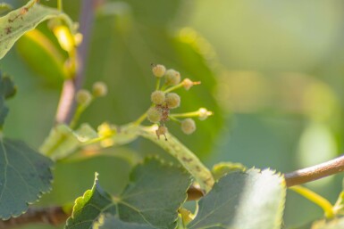 Tilia cordata 'Green Globe' hochstamm 8/10 180cm Stamm