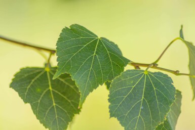 Winter-Linde Tilia cordata 'Green Globe' Kugelförmig Tilia cordata 'Green Globe' Kugelförmig