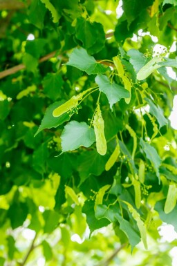 Tilia cordata 'Greenspire'