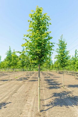 Tilia cordata 'Greenspire' hochstamm