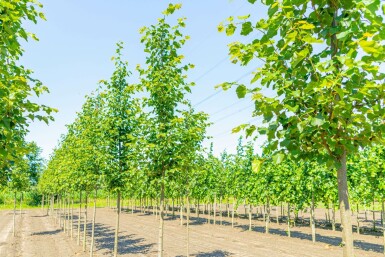 Tilia cordata 'Greenspire' hochstamm 10/12