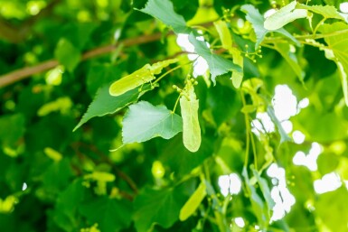 Tilia cordata 'Greenspire' hochstamm 10/12