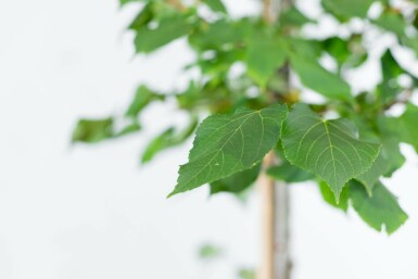 Tilia cordata 'Greenspire' hochstamm 10/12