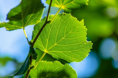 Tilia cordata 'Rancho'