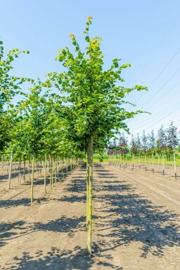 Tilia cordata 'Rancho' hochstamm