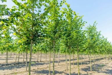 Tilia cordata 'Rancho' hochstamm