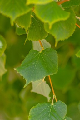 Tilia cordata 'Winter Orange'