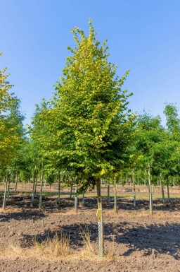 Tilia cordata 'Winter Orange' hochstamm