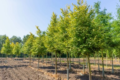 Tilia cordata 'Winter Orange' hochstamm 10/12