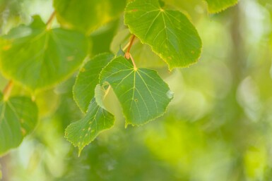 Tilia cordata 'Winter Orange' hochstamm 10/12