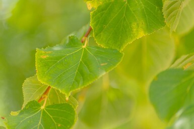 Tilia cordata 'Winter Orange' hochstamm 10/12