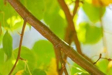 Tilia cordata 'Winter Orange' hochstamm 10/12