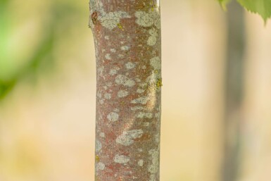 Tilia cordata 'Winter Orange' hochstamm 10/12