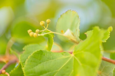 Tilia cordata 'Winter Orange' hochstamm 10/12