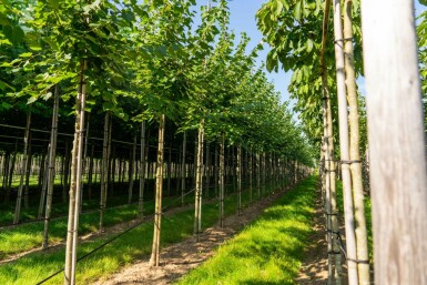 Tilia cordata 'Winter Orange' hochstamm 10/12