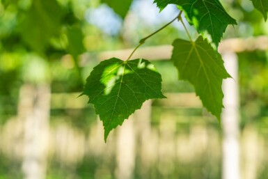 Tilia cordata 'Winter Orange' hochstamm 10/12