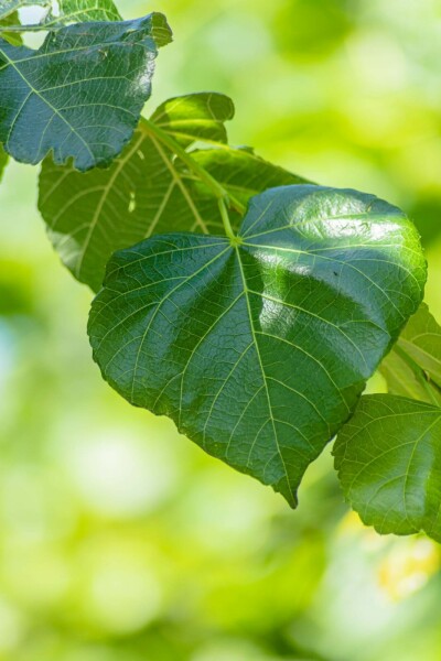 Tilia x europaea 'Euchlora'