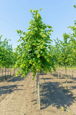 Tilia x europaea 'Euchlora' hochstamm 10/12