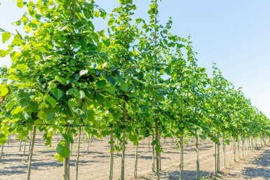 Tilia x europaea 'Euchlora' hochstamm 10/12