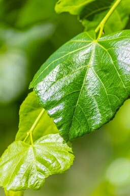 Tilia x europaea 'Euchlora' spalierbaum