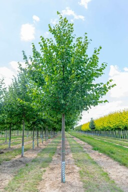 Tilia x europaea 'Pallida' hochstamm 10/12