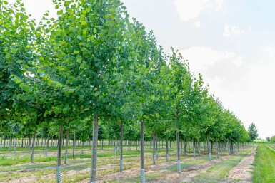 Tilia x europaea 'Pallida' hochstamm 10/12