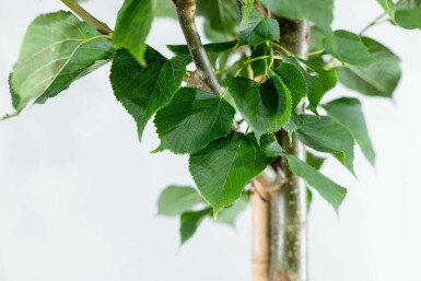 Tilia x europaea 'Pallida' hochstamm 10/12