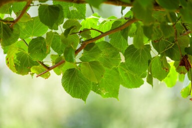 Tilia x europaea 'Pallida' spalierbaum