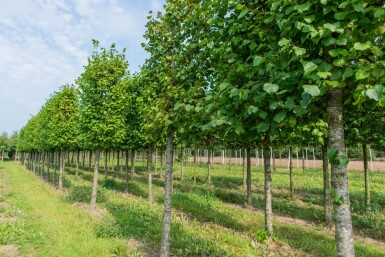 Tilia x europaea 'Pallida' spalierbaum 14/16 150cm Stamm 150b x 120h