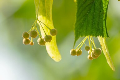 Tilia x europaea 'Pallida' spalierbaum 14/16 150cm Stamm 150b x 120h