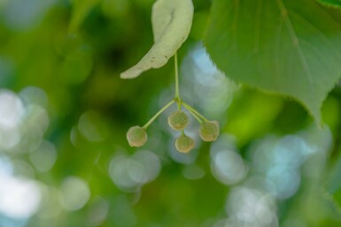 Tilia x europaea 'Pallida' spalierbaum 14/16 150cm Stamm 150b x 120h