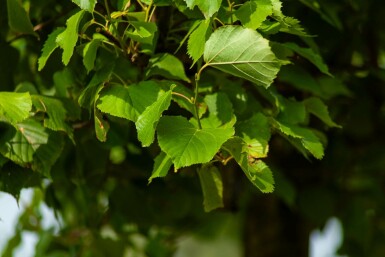 Tilia x europaea 'Pallida' spalierbaum 14/16 150cm Stamm 150b x 120h