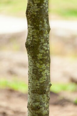 Tilia x europaea 'Pallida' spalierbaum 14/16 150cm Stamm 150b x 120h