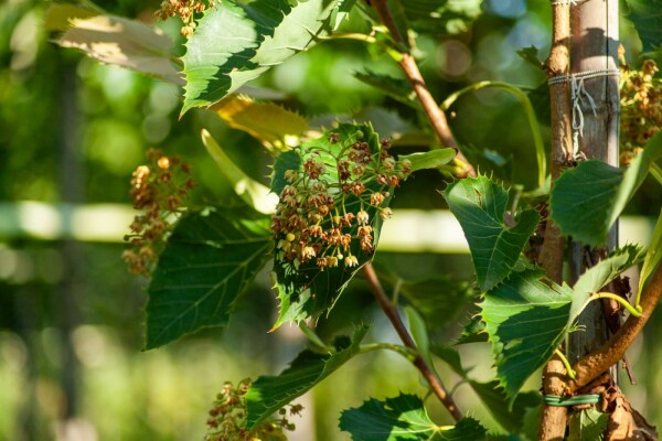 Tilia henryana