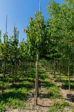 Tilia henryana hochstamm