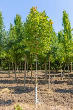 Tilia henryana hochstamm